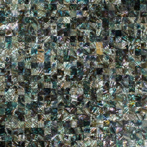 Abalone Shell