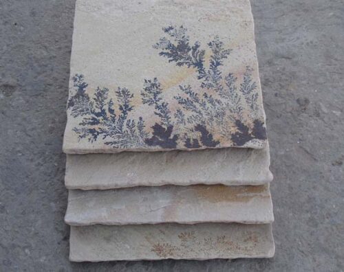Mint Fossil